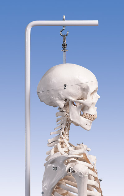 STAND FOR HUMAN SKELETON